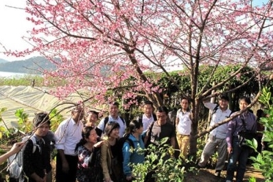 日本の桜、ディエンビェン省に植樹